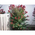 thumbnail image 5 of 35 RED CREPE MYRTLE Lagerstroemia Indica Flowering Shrub Bush Small Tree Seeds, 5 of 5