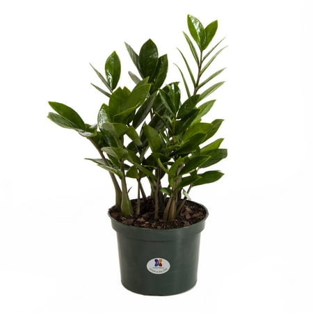 United Nursery Zamioculcas Zamiifolia ZZ Plant Live Indoor Outdoor House Plant Ships in 6