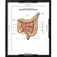thumbnail image 5 of Art.com General Colon Anatomy, with Labels Art Print by Stocktrek Images, Black Frame Wall Art, 17" x 21", 5 of 5