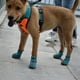 thumbnail image 4 of Botas transpirables antideslizantes para perros, zapatos de verano con suela suave para mascotas, ajuste seguro, diseño antideslizante para perros activos, protección para las patas (paquete, 4 of 5