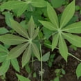thumbnail image 2 of Red Cassava Root Plant, 5 Live Yuca Cuttings 4-6 Inch Tall, Sweet Cassava for Gardens, Outdoor Growing, 2 of 5