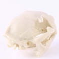 thumbnail image 3 of 5 Uds Acuario Terrario Pecera Gato Calavera Réplica Hueso Hogar Ornamento Decoración, 3 of 3