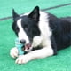 thumbnail image 5 of Juguete masticable para perros, juguete indestructible de caucho natural para perros, dispensador interactivo de premios para perros medianos y pequeños, juguete para la limpieza dental (pequeño), 5 of 5
