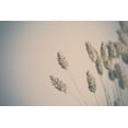 thumbnail image 2 of Larson, Nathan 18x13 White Modern Wood Framed Museum Art Print Titled - Dried Grass Study, 2 of 4
