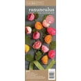 thumbnail image 1 of Crepe Paper Flower Kit -Ranunculus, 1 of 2