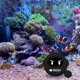 thumbnail image 4 of Termómetro Digital Gloria para agua de acuario Negro, 4 of 9