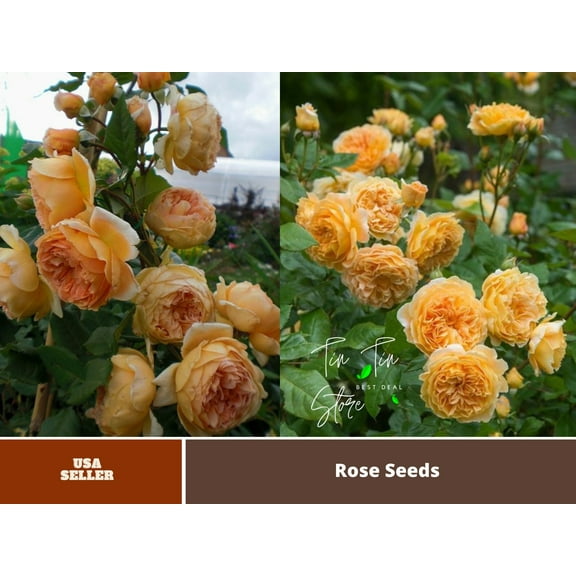 PEMDASGARDEN 30 Crown Princess Margareta Plant Seeds