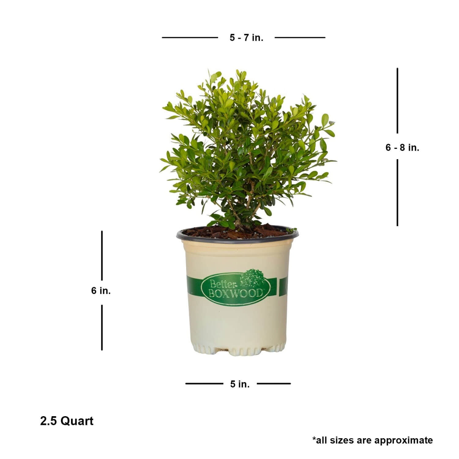 Better Boxwood Skylight (2.5 Qt.) Evergreen Full Sun Perennial Shrub with Glossy Green Foliage