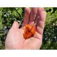 thumbnail image 1 of Pockmark Orange Pepper Seeds Heirloom Heritage Breed Premium Seed Packet, 1 of 1