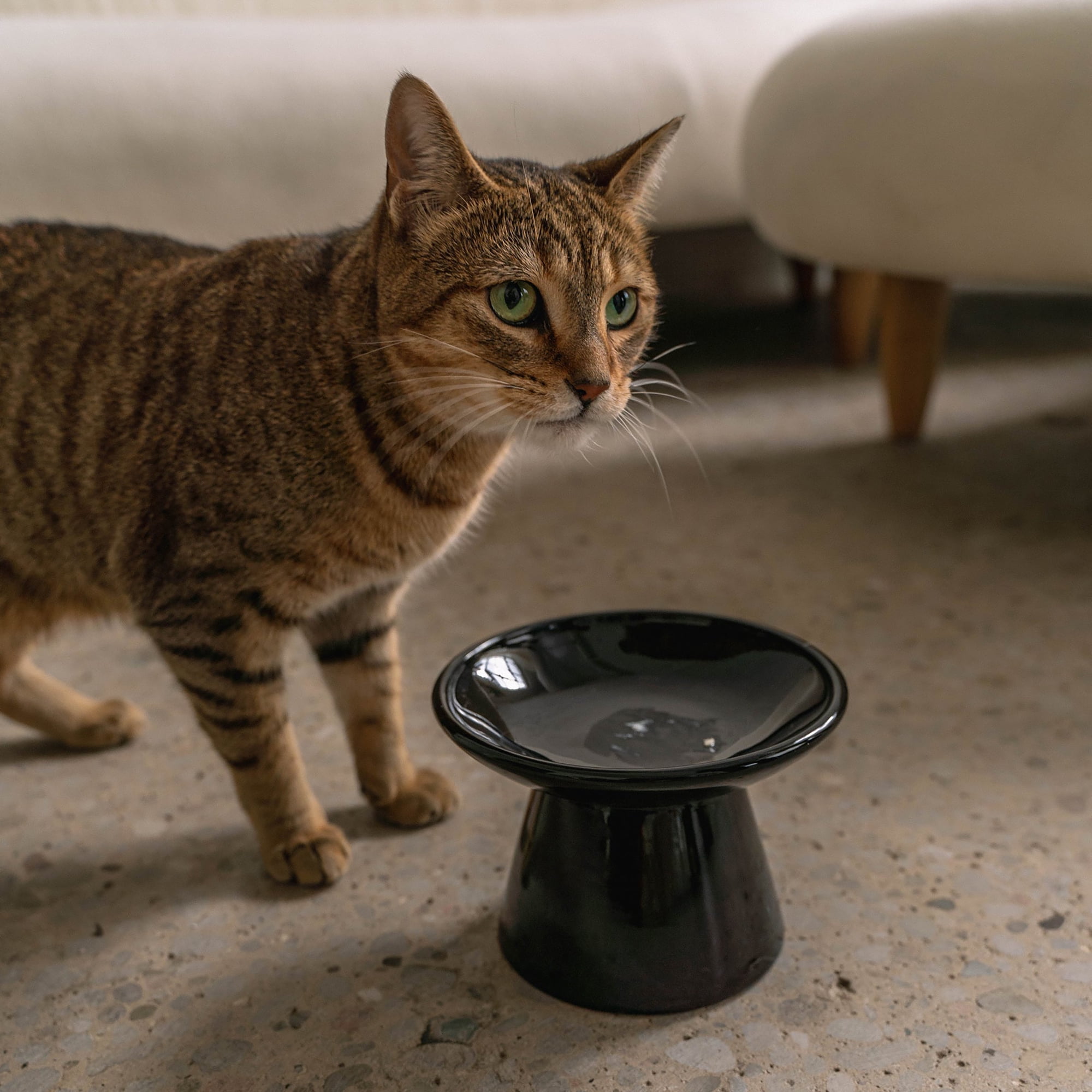 Dexypaws: Flat Top Ceramic Bowl For Cats - Black - 7.5oz Capacity, Stylish Pet Safe Feeding Dish, Dishwasher Safe, Food & Water, Scratch Resistant