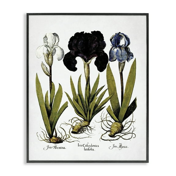 Stupell Industries Vintage Iris Flowers Botanical & Floral Painting Black Framed Art Print Wall Art, 11 x 14