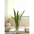 thumbnail image 5 of Artificial Snake Plant in Black Pot, 5 of 7