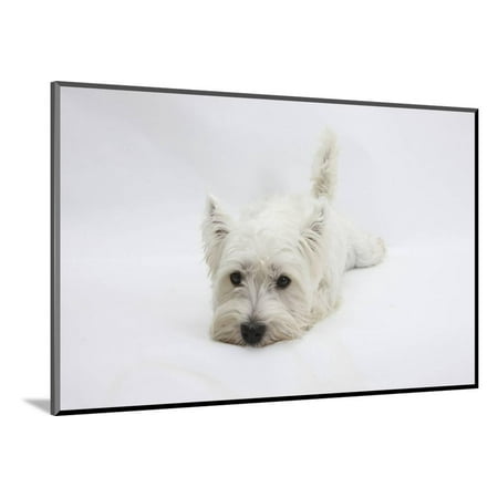 White Water Marks On Wood West Highland White Terrier Lying Stretched Out with Her Chin on the Floor Wood Mounted Print Wall Art By Mark Taylor ()