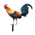 thumbnail image 3 of Estaca de jardín de gallo, adorno de pollo, escultura realista, estatua de Animal de pie acrílica, arte de Patio para , suelo, Patio, césped 24cmx23.66cm, 3 of 8