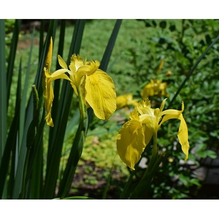- Peel-n-Stick Poster of Bloom Pair Of Yellow Iris Swamp Iris Flower Blossom Poster 24x16 Adhesive Sticker Poster Print