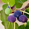 thumbnail image 3 of Easy to Grow Fig Chicago Hardy Tree 2 Pack Rooted Starter Plants in Quart Pots, 3 of 3