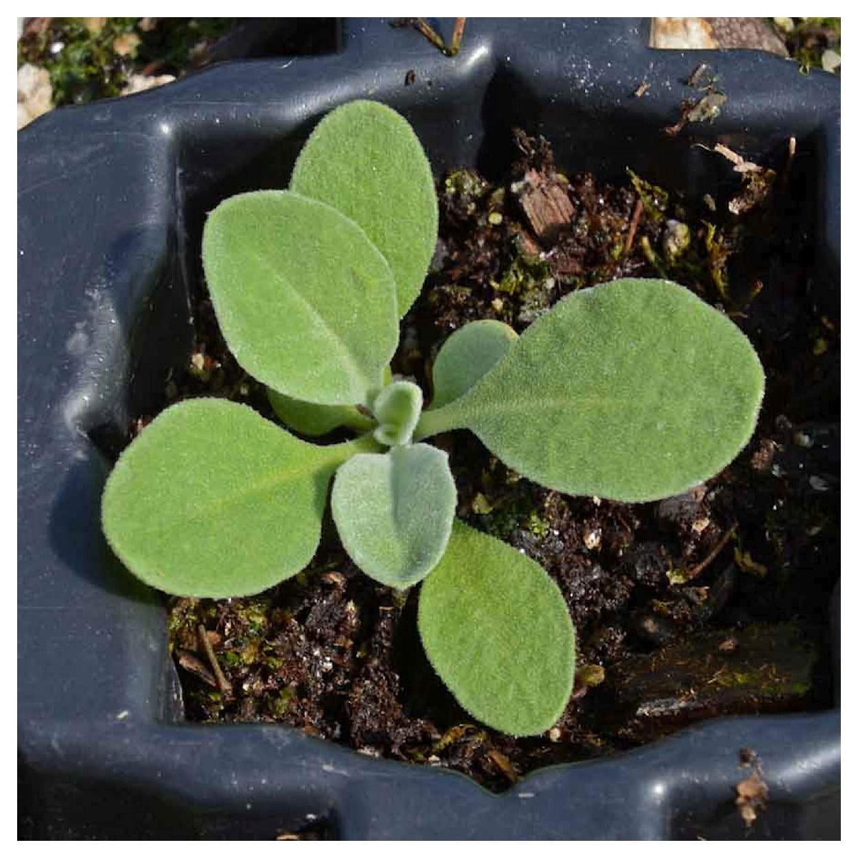 Everwilde Farms - 1 lb Basket of Gold Garden Flower Seeds - Gold Vault Bulk Seed Packet