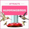thumbnail image 4 of Hummingbird Nectar Pennington Electro-Nectar 1.89L Bottle, 4 of 9
