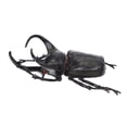thumbnail image 1 of Beetle Insect Model Simulated Insect Model Insect Specimen Children Education Toy, 1 of 9