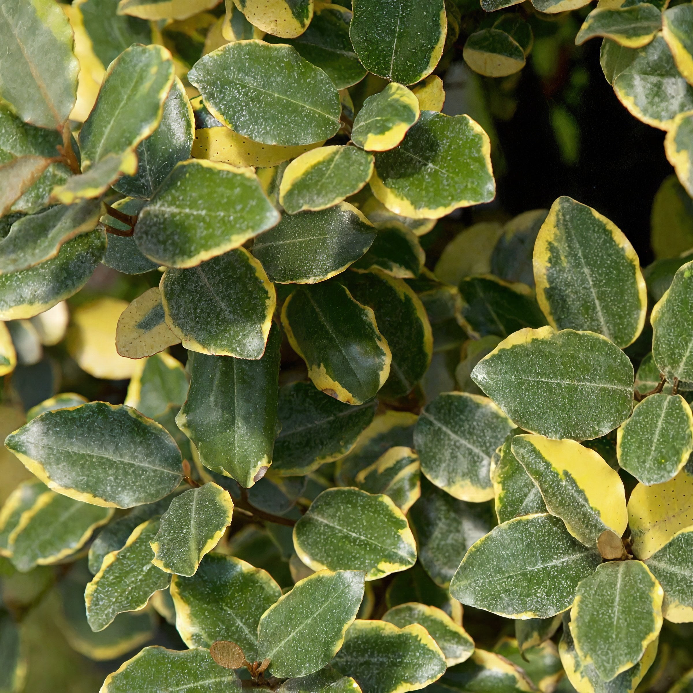 3 gal. Elaeagnus Olive Martini