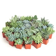 Home Botanicals Blue/Green Collection Succulent (Collection of 40)