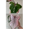 thumbnail image 2 of Blue Buddha Farm: Pink Symphony Caladium (2 Bulbs) - Easy to Grow Indoor or Outdoor Perennial Plant, 2 of 10