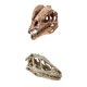 thumbnail image 1 of 2pcs resina dinosaurio cráneo modelo dinosaurio resina cráneo modelo coleccionables, 1 of 9