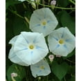 thumbnail image 5 of 30+Seeds| Ismay Morning Glory Seeds - Authentic Seeds ~ GMO Free ~ Flower seeds~ Vegetable seeds~ Asian Garden~ Herbs B5G1#F010, 5 of 5
