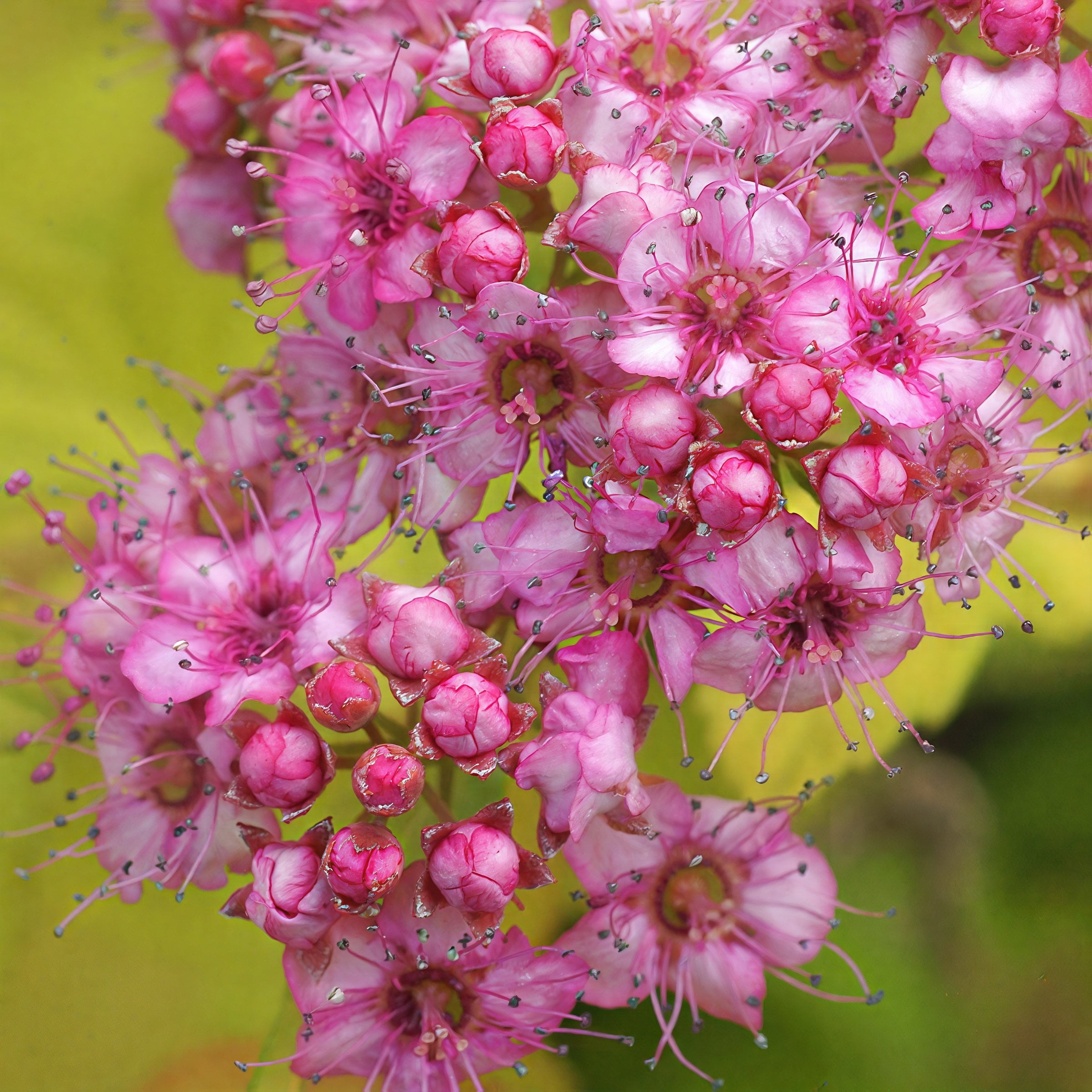 National Plant Network 3 gal. Spirea Goldmound Shrub