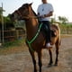 thumbnail image 3 of Suministros ecuestres LED, arnés de caballo, correa para el pecho de caballo, hermoso y llamativo arnés de pecho de caballo luminoso, 3 of 8