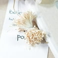 thumbnail image 4 of Estambre Doble Cabeza Zulema 1 paquete 1,5 - 2 mm mate mini flor pistilo crema, 4 of 8