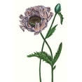 thumbnail image 2 of Wang, Melissa 11x14 White Modern Wood Framed Museum Art Print Titled - Poppy Flower IV, 2 of 4