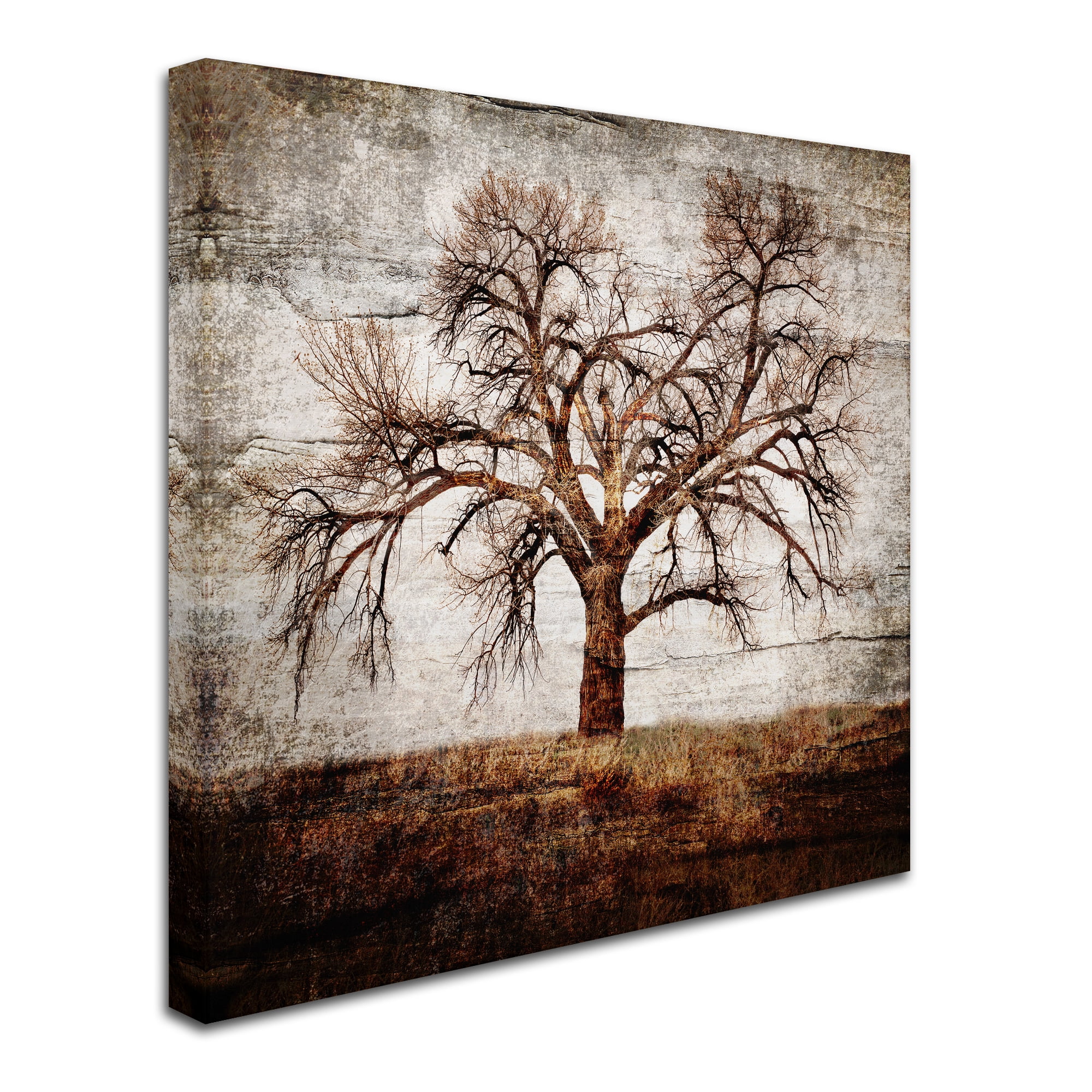 Trademark Fine Art 'Cottonwood Tree Part 01' Canvas Art by LightBoxJournal