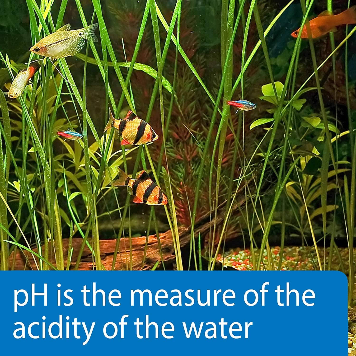 API pH Test Strips for Freshwater and Saltwater Aquariums [Aquarium Water Test Kits, Aquarium Supplies] 75 count (3 x 25 ct)