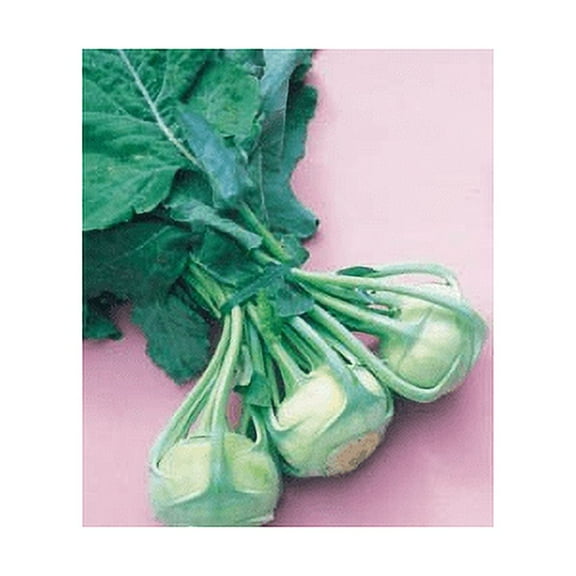 Kohlrabi Early White Viena Great Heirloom Vegetable by Seed Kingdom Bulk 1 Lb Seeds