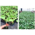 thumbnail image 3 of Grafting Clip 100pcs Mini Garden Red Flated Plastic For Garden Vegetable Flower, 3 of 5