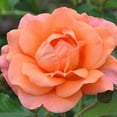thumbnail image 2 of Heirloom Roses Rose Bush - Westerland™ Shrub , Live Rose Plant, 2 of 3