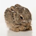 thumbnail image 1 of Baby Rabbit Cleaning Himself Poster Print, 14 x 14, 1 of 1