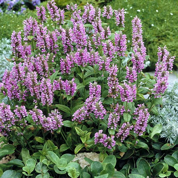 Outsidepride Pink Nepeta Catmint Herb Plant Flower Seed - 200 Seeds