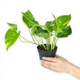 thumbnail image 4 of Golden Pothos (8"+ Plastic Pot) - Trailing Air-purifying Easy Care Houseplant for Home and Office Decoration, 4 of 5