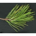 thumbnail image 5 of Virginia Pine  3 Live Trees  Scrub Spruce Pine  Pinus Virginiana  Unique Evergreen Specimen Planting, 5 of 9