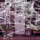 thumbnail image 1 of Decoración de cinta interior y exterior de Halloween 40 arañas, 1 of 9