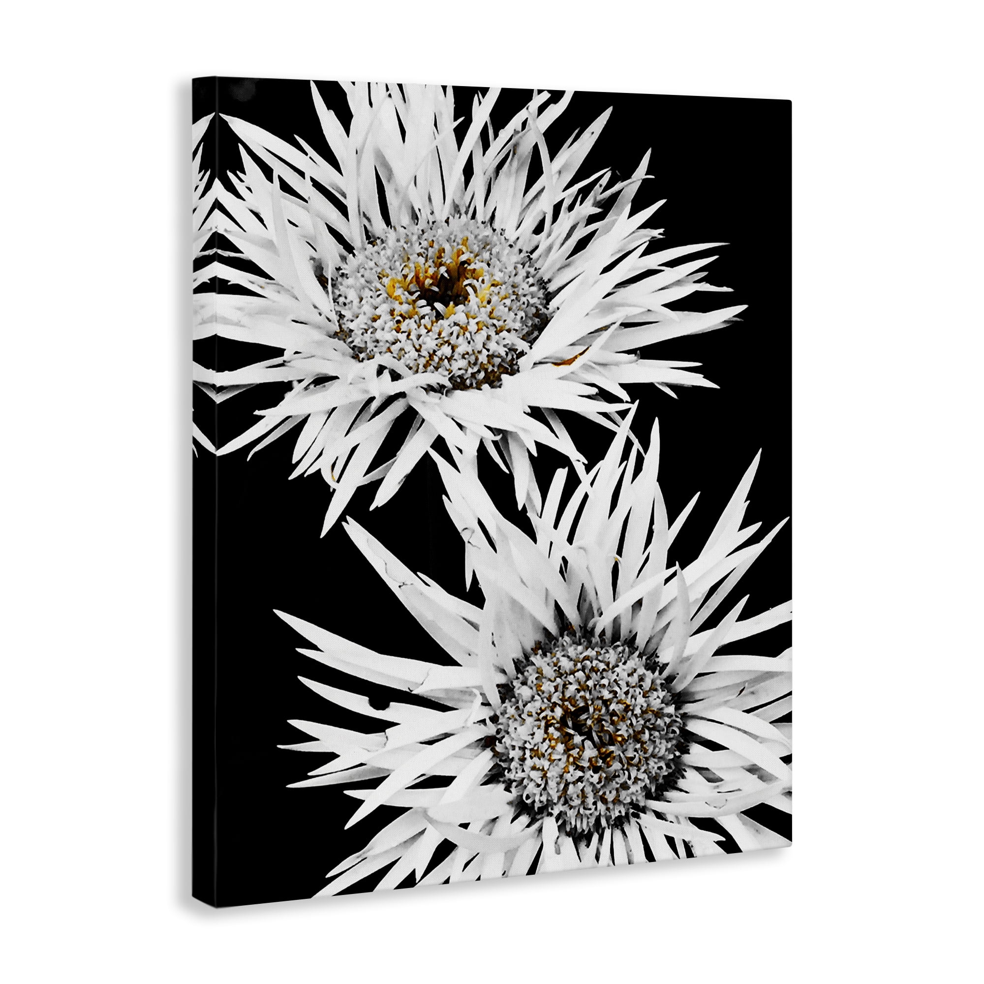 Stupell Industries Bold Contrast Flower Buds Plants & Flowers Painting Wrapped Canvas Art Print Wall Art, 16 x 20