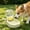 Green-Free Size/GN, variant on Foldable Pet Water Bottle Portable Dog Cat Travel Bowl Large Capacity Outdoor Hydration Container