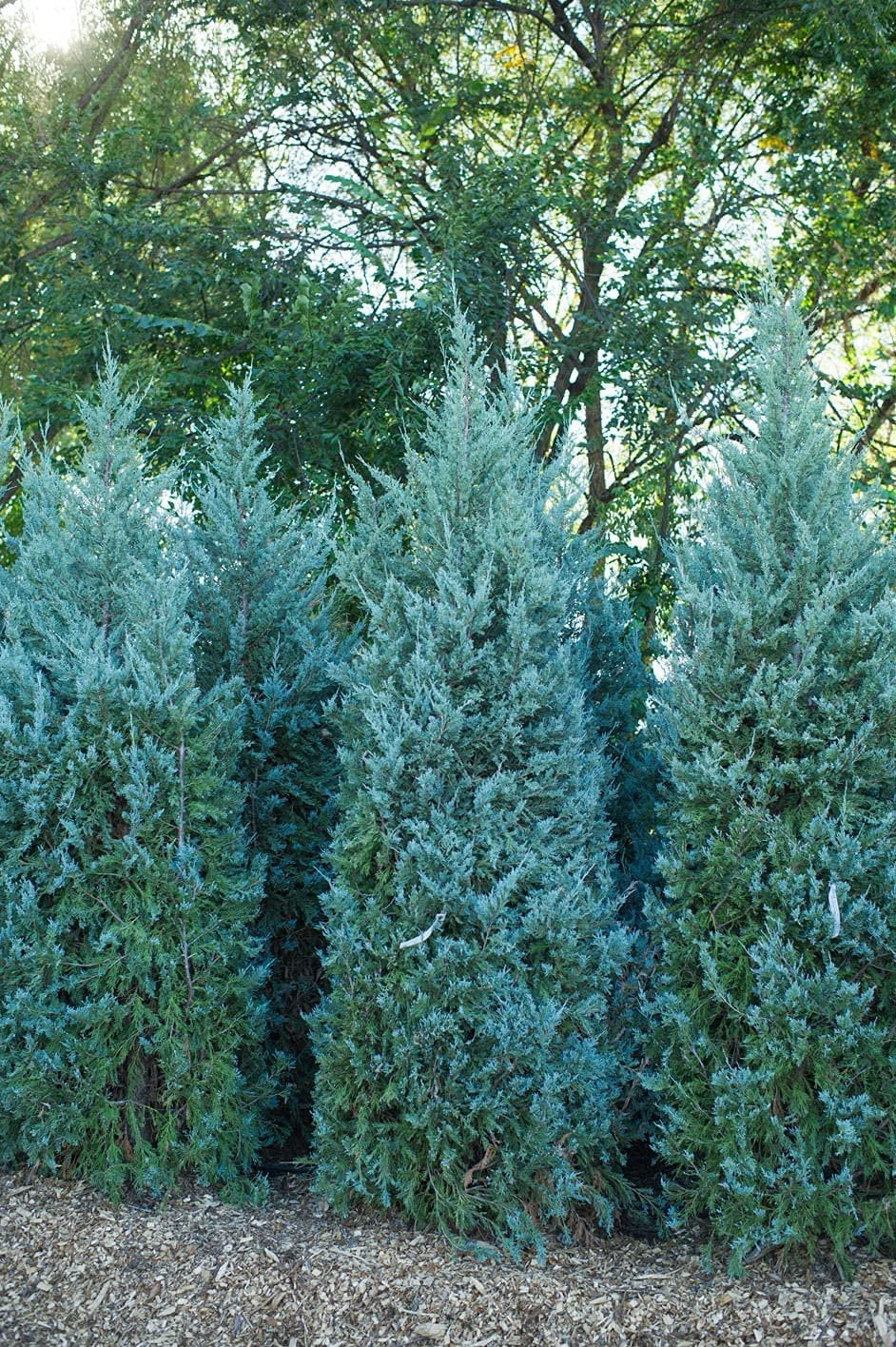 Wichita Blue Juniper  3 Live Gallon Size Trees  Juniperus Scopulorum  Evergreen Screening Hedging Plant