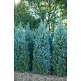 thumbnail image 4 of Wichita Blue Juniper  2 Live Gallon Size Trees  Juniperus Scopulorum  Evergreen Screening Hedging Plant, 4 of 8