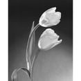 thumbnail image 3 of Stefanich, Dick and Diane 20x24 Black Modern Framed Museum Art Print Titled - Tulip Duo, 3 of 5