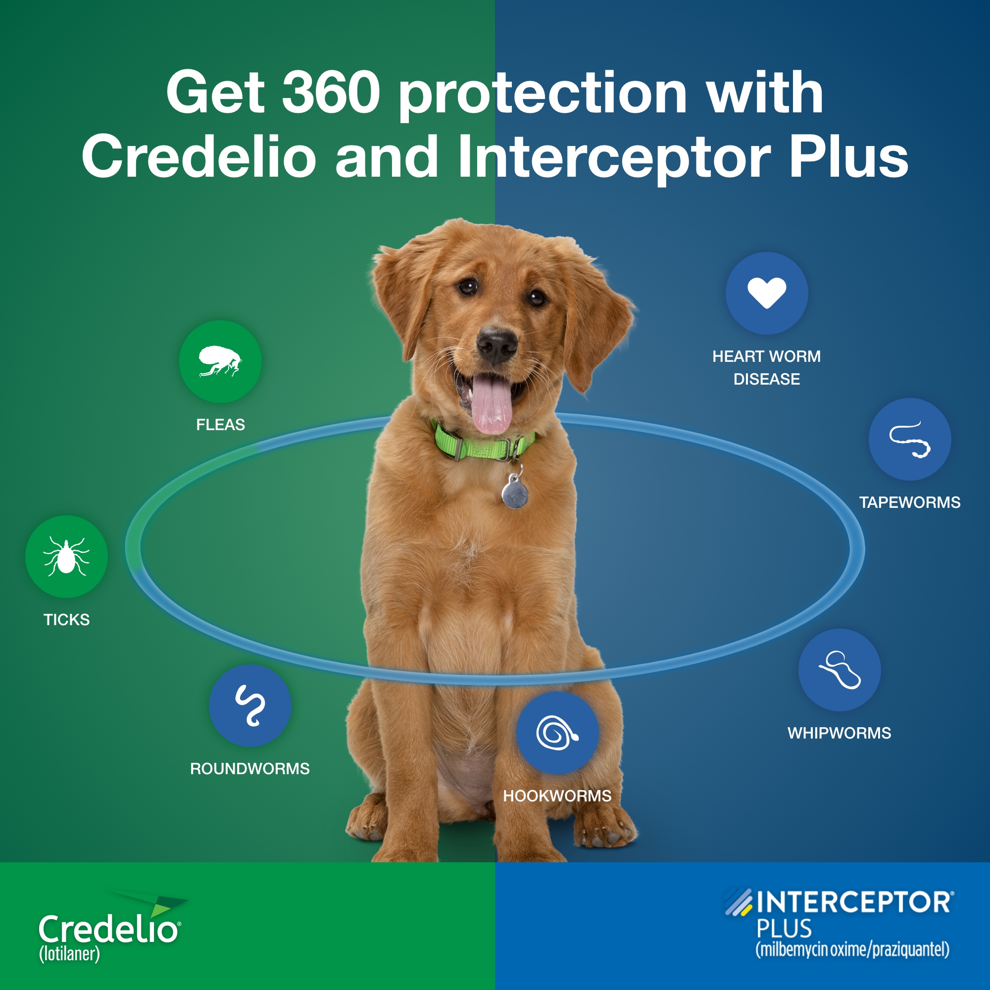 Interceptor Plus Prevention for Heartworm + 4 Other Worms for Dogs 8.1-25 lbs. 6 Chews, 6-Month Supply