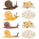 thumbnail image 1 of WORGEOUS 2 conjuntos Modelo de crecimiento de caracol Toyadores de ciclo de crecimiento de caracol Modelos educativos de caracol Modelos de caracol, 1 of 8