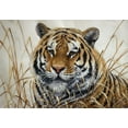 thumbnail image 2 of Tift, Jeff 14x11 Black Ornate Wood Framed with Double Matting Museum Art Print Titled - Tiger, 2 of 4